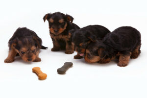 if you have a dog treat business, you'll need to test them to see if pups love them